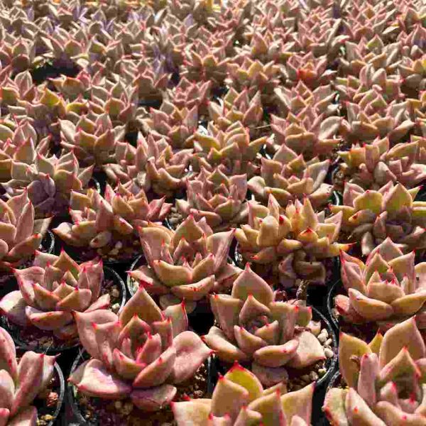 Echeveria xiari - Image 7