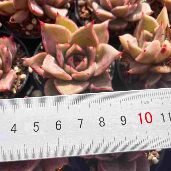 Echeveria xiari - Image 4