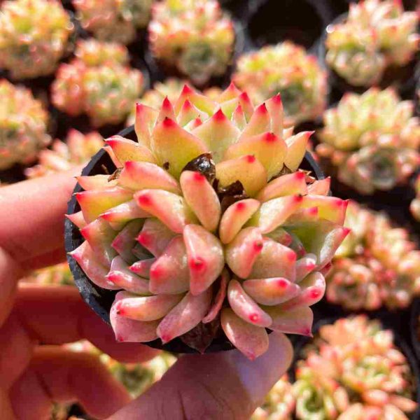 Echeveria AK Maria - Image 2