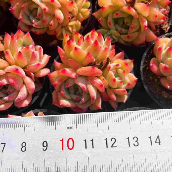 Echeveria AK Maria - Image 7