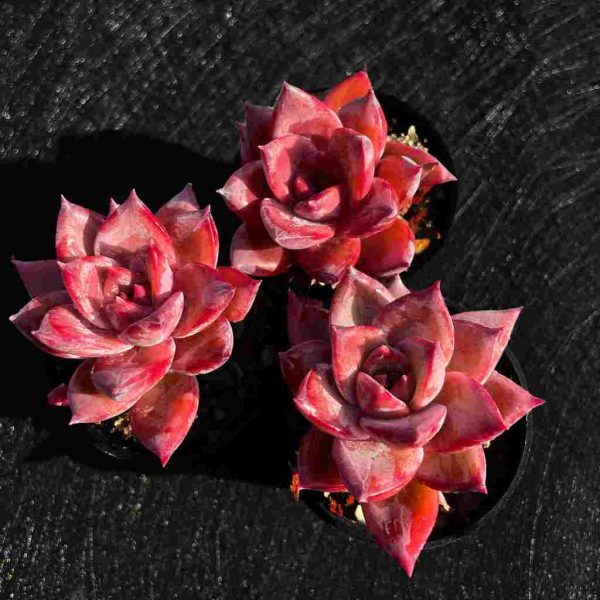 Echeveria Summer Beauty - Image 2