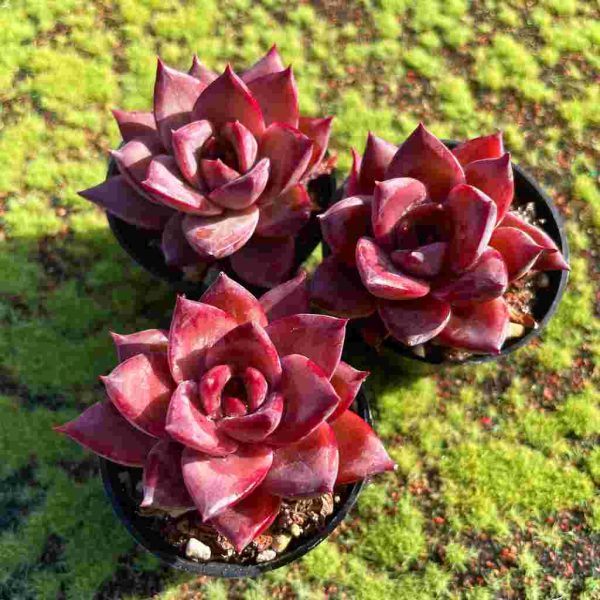 Echeveria Summer Beauty - Image 5