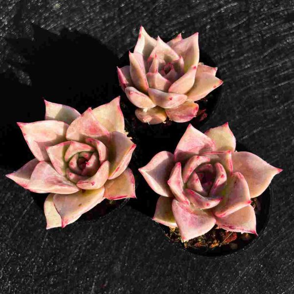 Echeveria xiari - Image 2