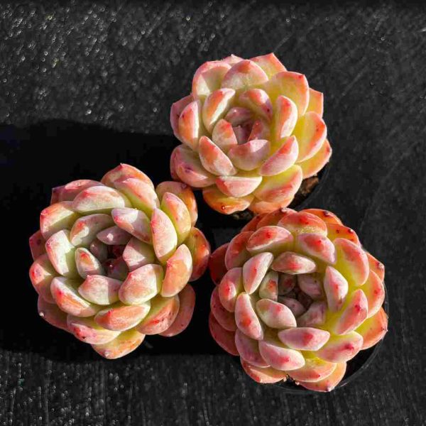 Echeveria (Seeds) - Image 2