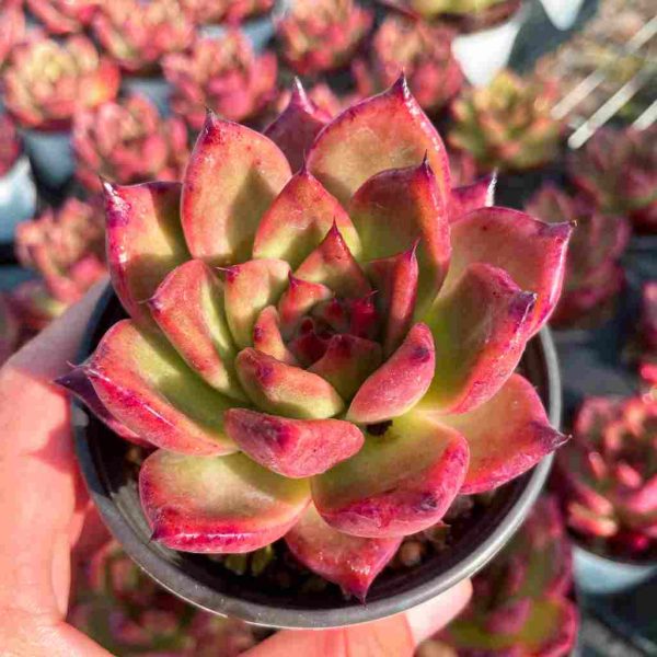 Echeveria Red Mood - Image 3