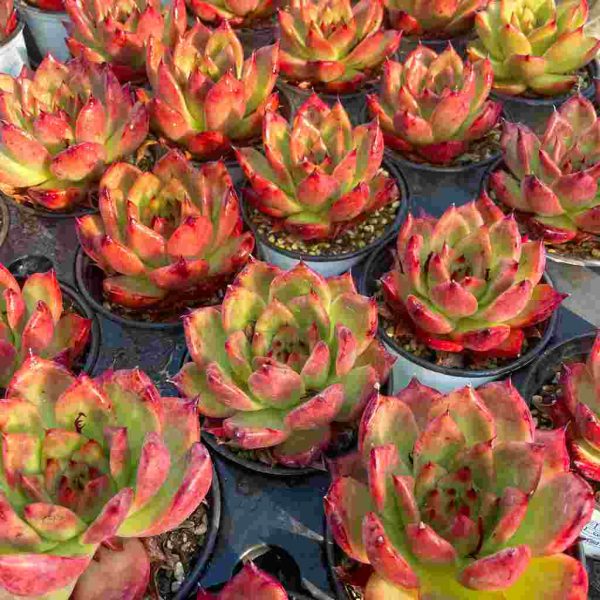 Echeveria Red Mood - Image 6