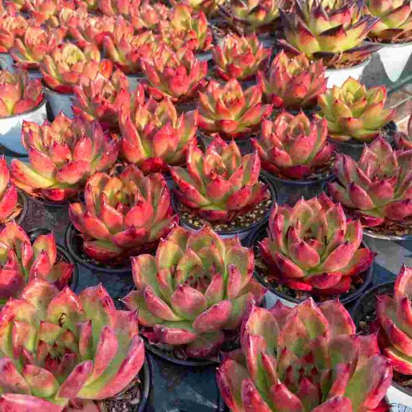 Echeveria Red Mood - Image 7