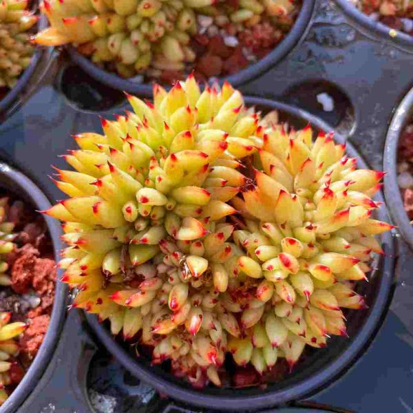 Echeveria agavoides Maria - Image 4