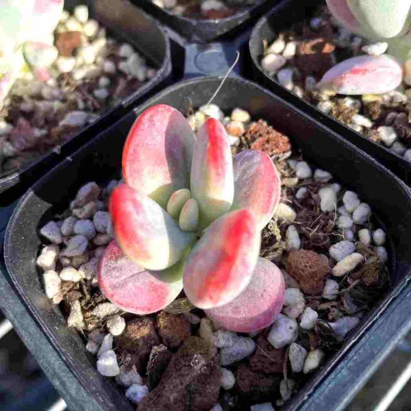 Cotyledon orbiculata cv.Var. - Image 4