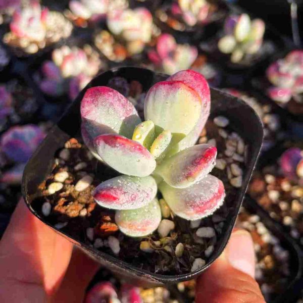 Cotyledon orbiculata cv.Var. - Image 2