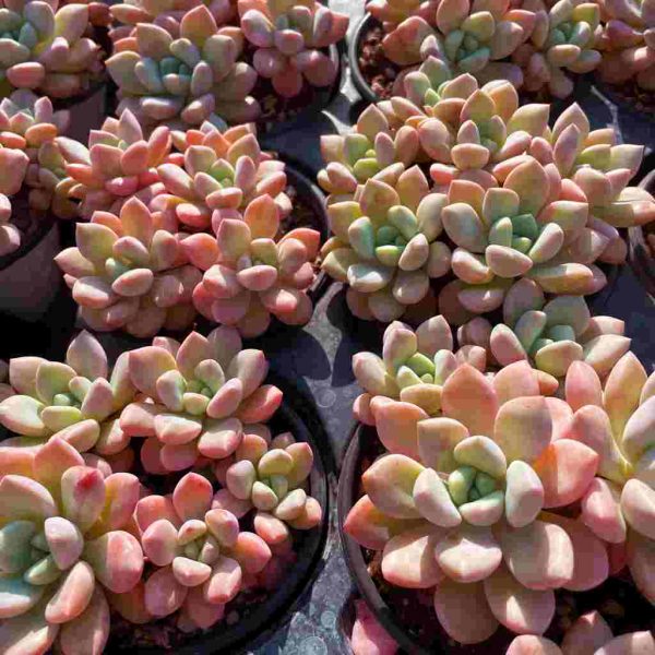 Echeveria Egret - Image 6