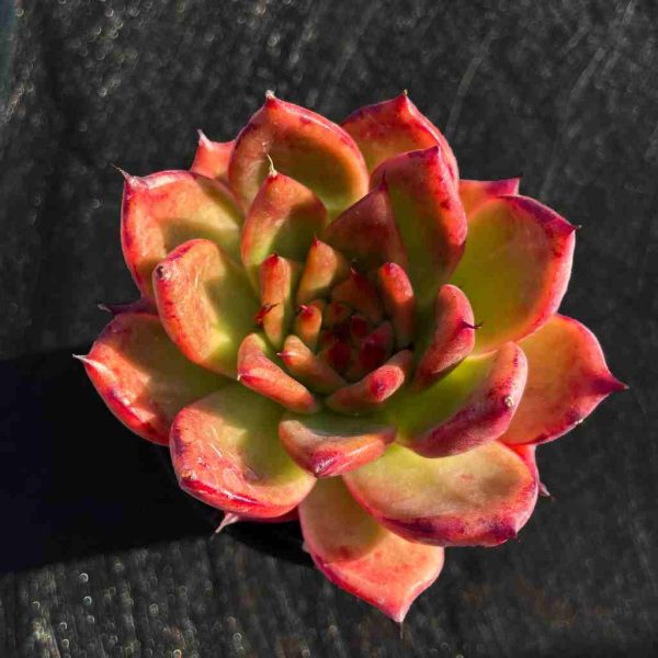 Echeveria Red Mood - Image 2