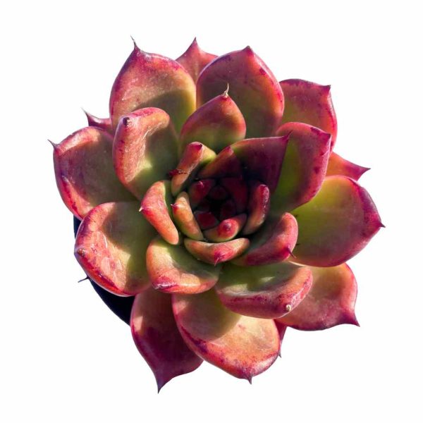 Echeveria Red Mood