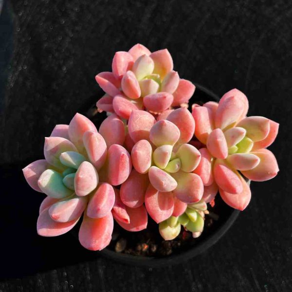 Echeveria Egret - Image 2