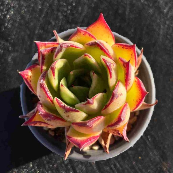 Echeveria Jade Star - Image 2