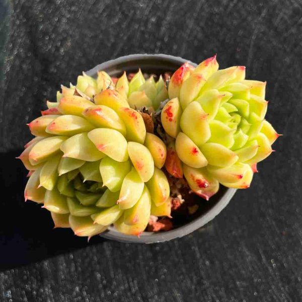 Echeveria Red Queen - Image 7