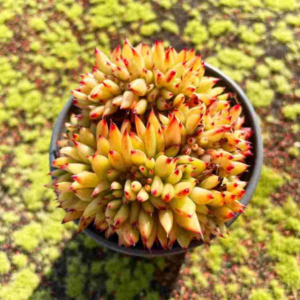 Echeveria agavoides Maria - Image 7