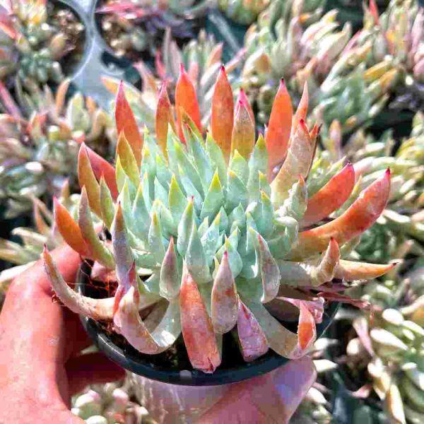 Dudleya nubigena - Image 2