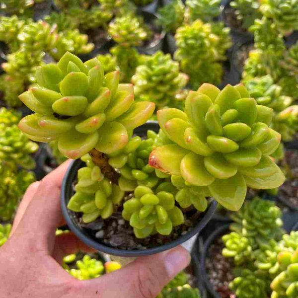 Echeveria Lemon Jewe - Image 2