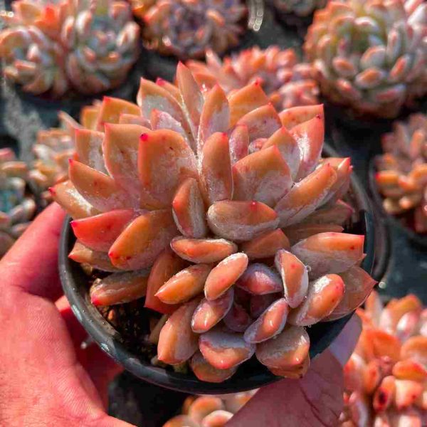 Echeveria ‘Orange Monroe’ - Image 2