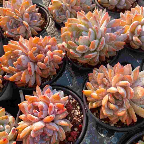 Echeveria ‘Orange Monroe’ - Image 4