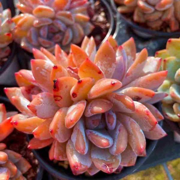 Echeveria ‘Orange Monroe’ - Image 6