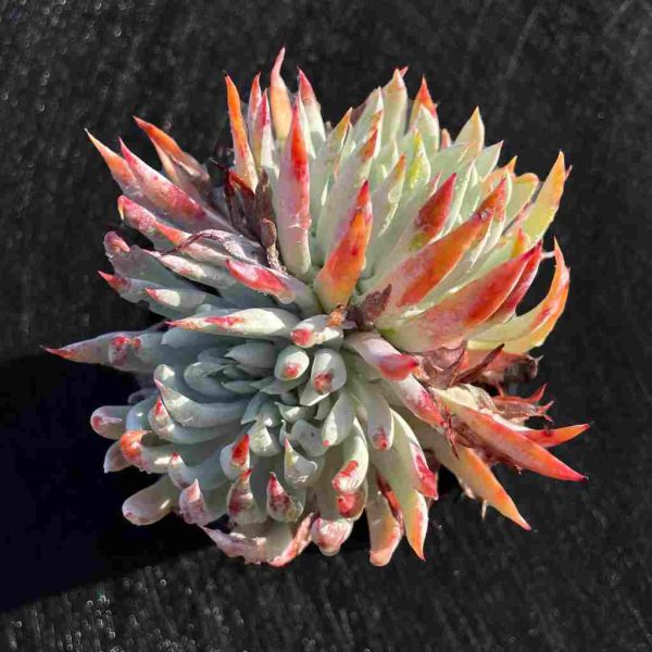 Dudleya nubigena - Image 6