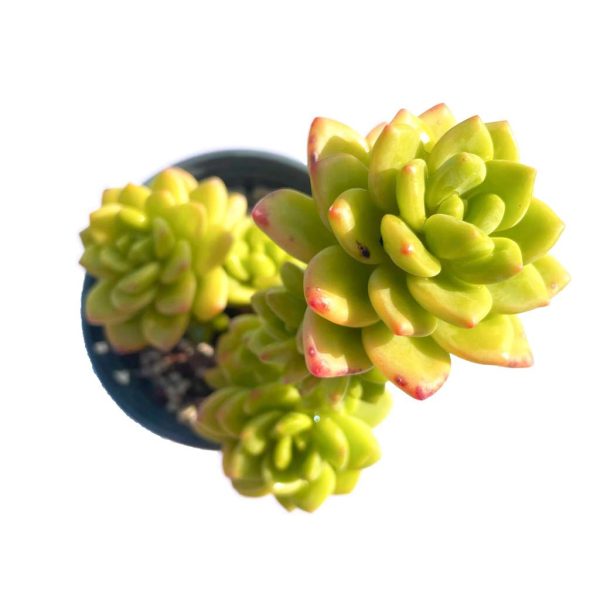 Echeveria Lemon Jewe