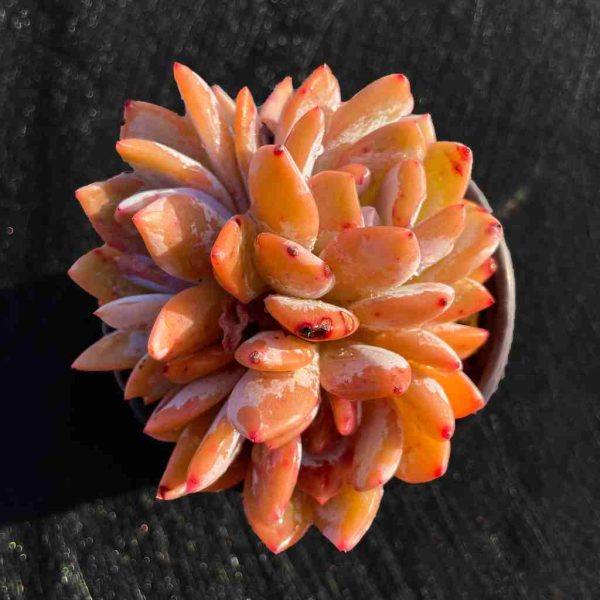 Echeveria ‘Orange Monroe’ - Image 7