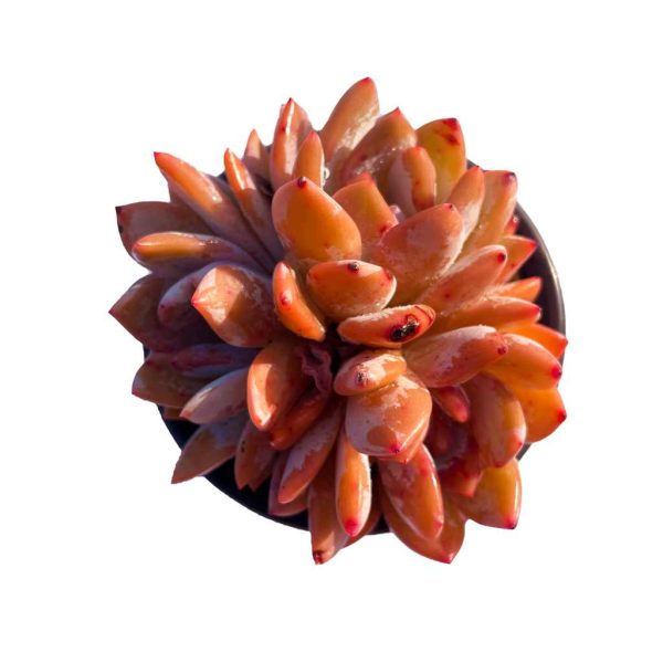 Echeveria ‘Orange Monroe’