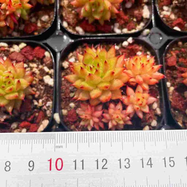 Echeveria Meteor - Image 4