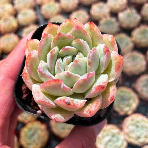 Echeveria Shera - Image 3