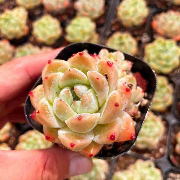 Echeveria Alba Beauty - Image 3