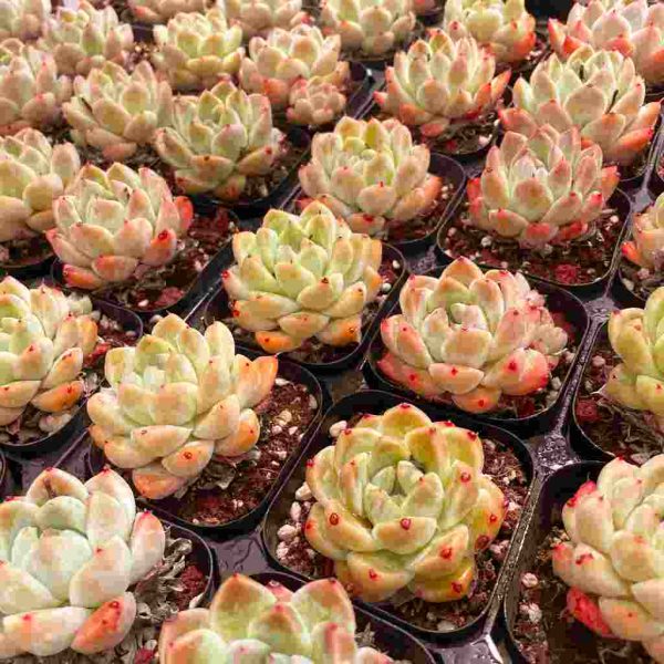 Echeveria Alba Beauty - Image 5