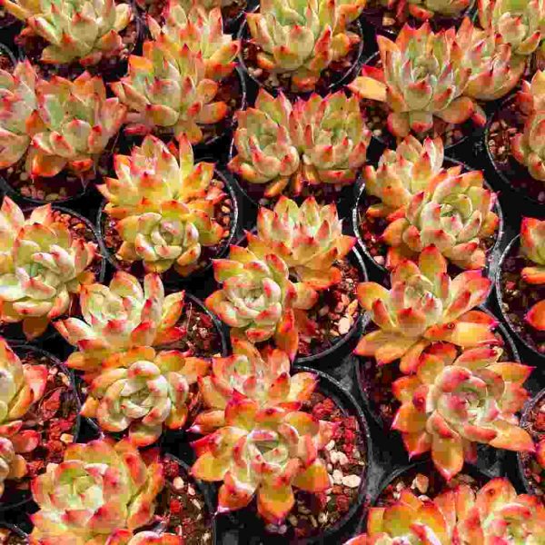 Echeveria 'Black swan‘ - Image 7