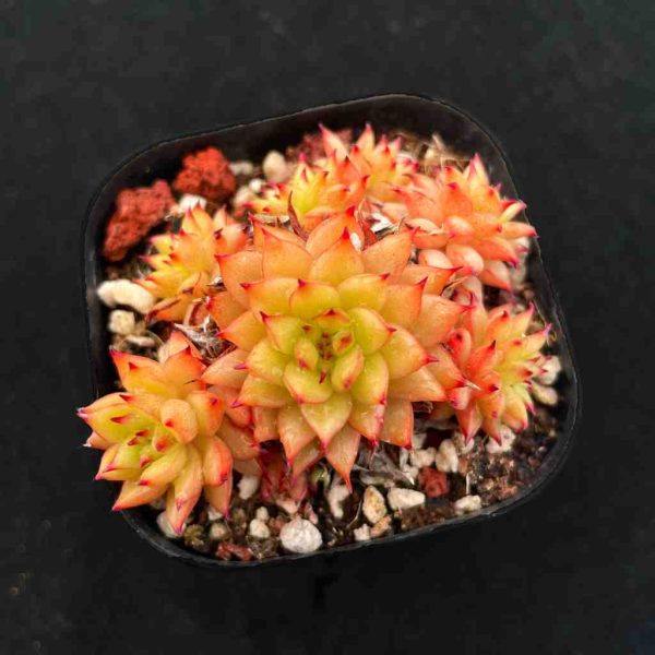 Echeveria Meteor - Image 2