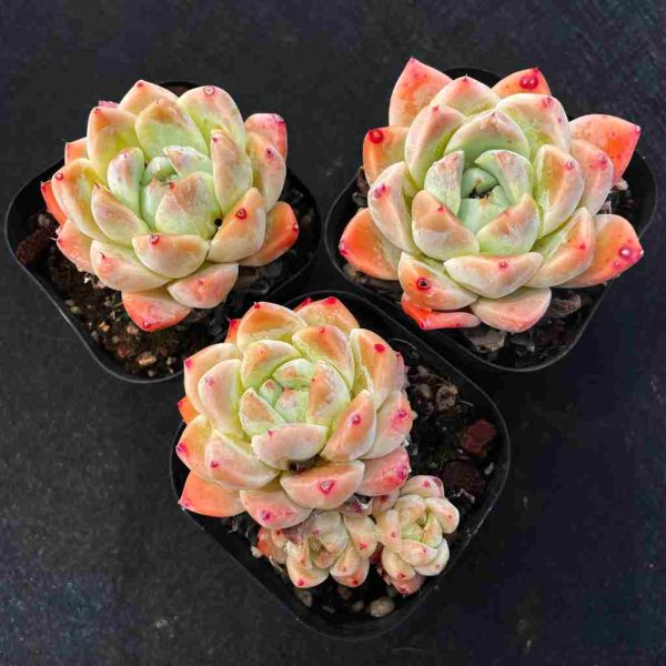 Echeveria Alba Beauty - Image 2