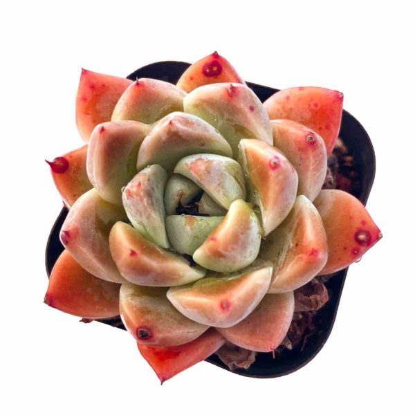 Echeveria Alba Beauty