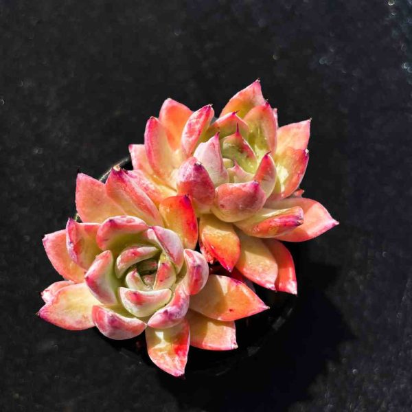 Echeveria 'Black swan‘ - Image 2