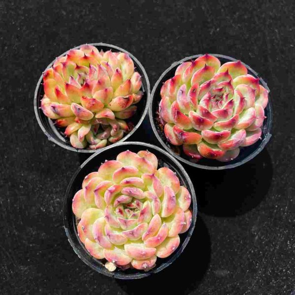 Echeveria Marcel - Image 2