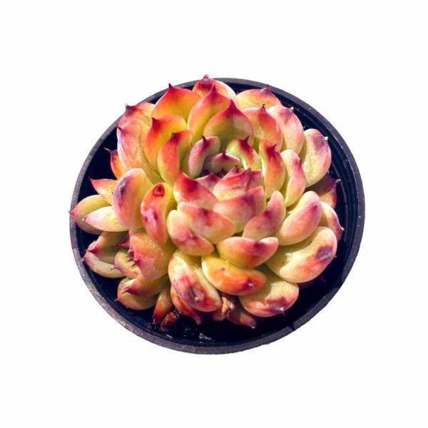 Echeveria Marcel