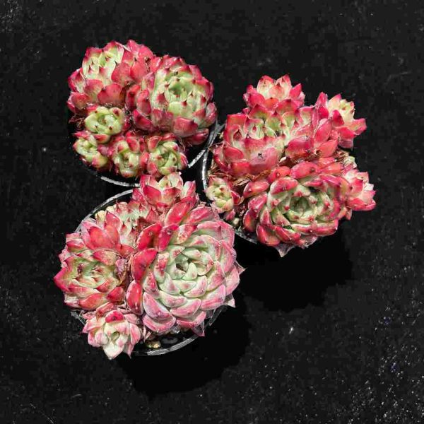 Echeveria 'Sara Himebotan' - Image 2