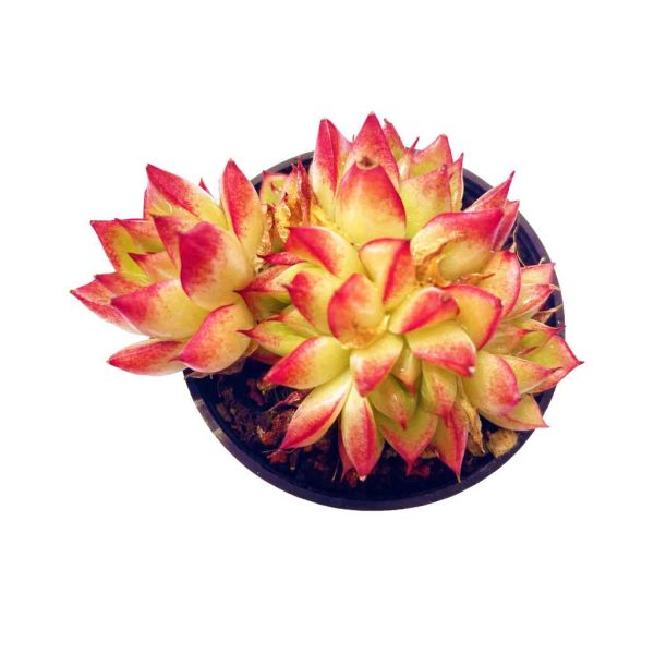 Echeveria Illusion Dream