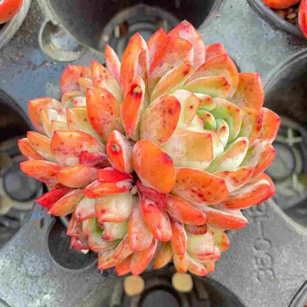 Echeveria Celebrity - Image 4