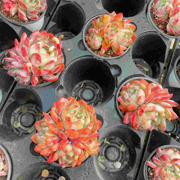 Echeveria Celebrity - Image 6