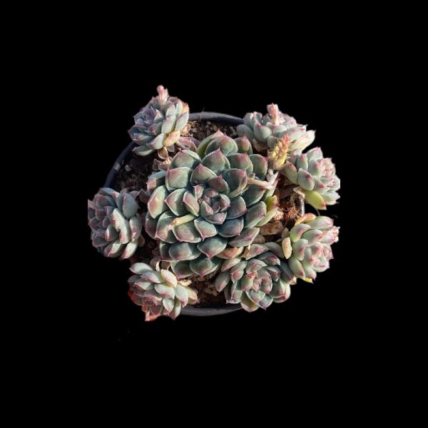 Echeveria Abli Water - Image 3