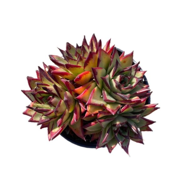 Echeveria Super Clon