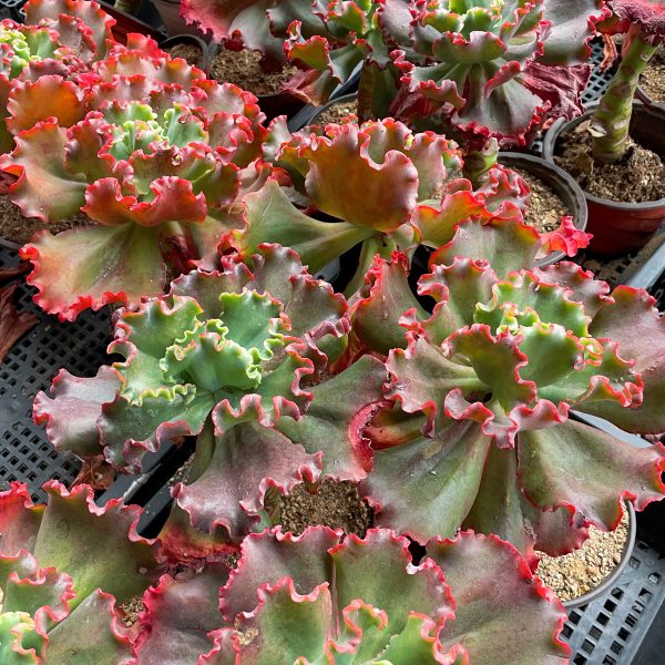 Echeveria Ellis - Image 6