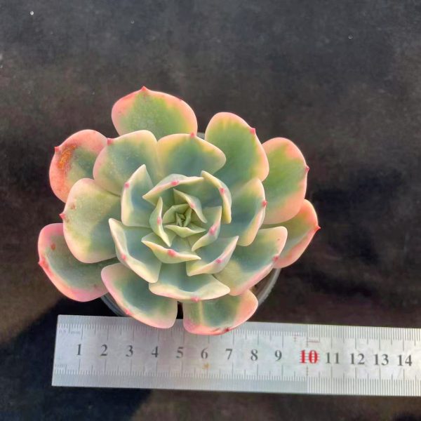 Echeveria Imbricata Var. - Image 3