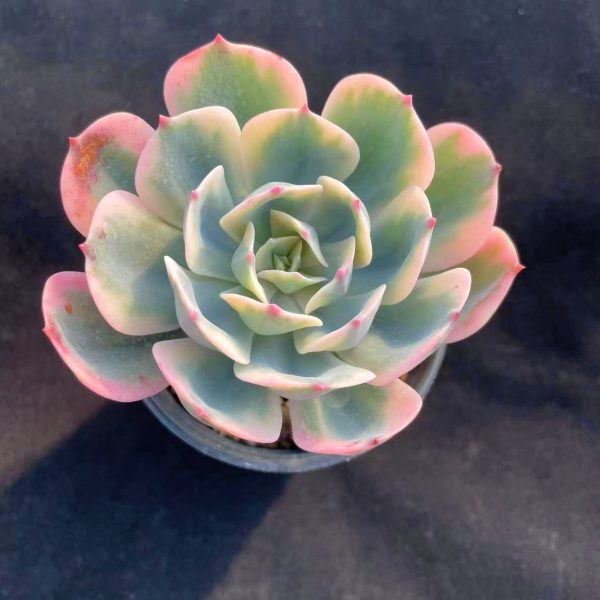 Echeveria Imbricata Var. - Image 4